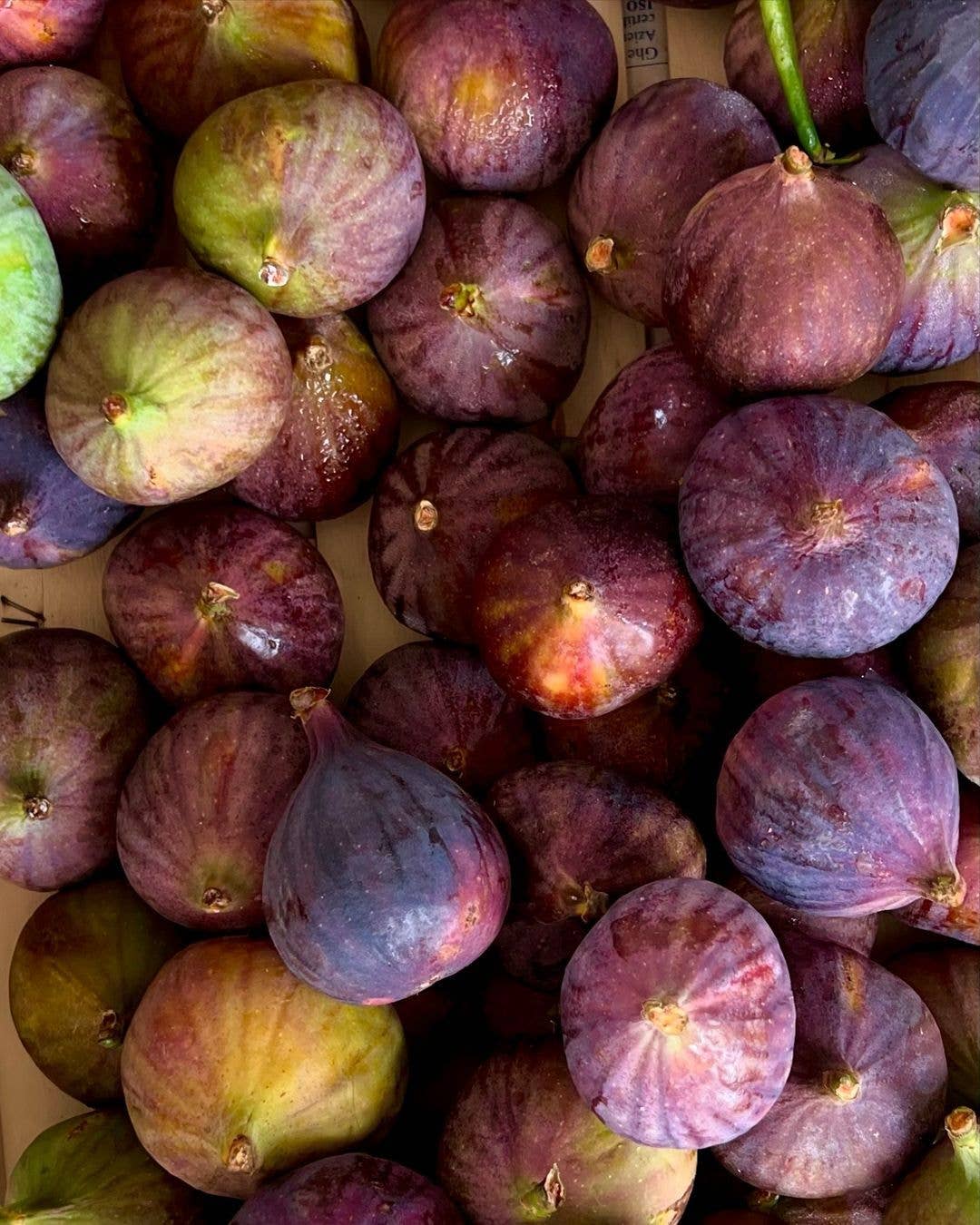 Blu Costiera - Wholesale Body Wash/Shower Gel - Fico Caprese4