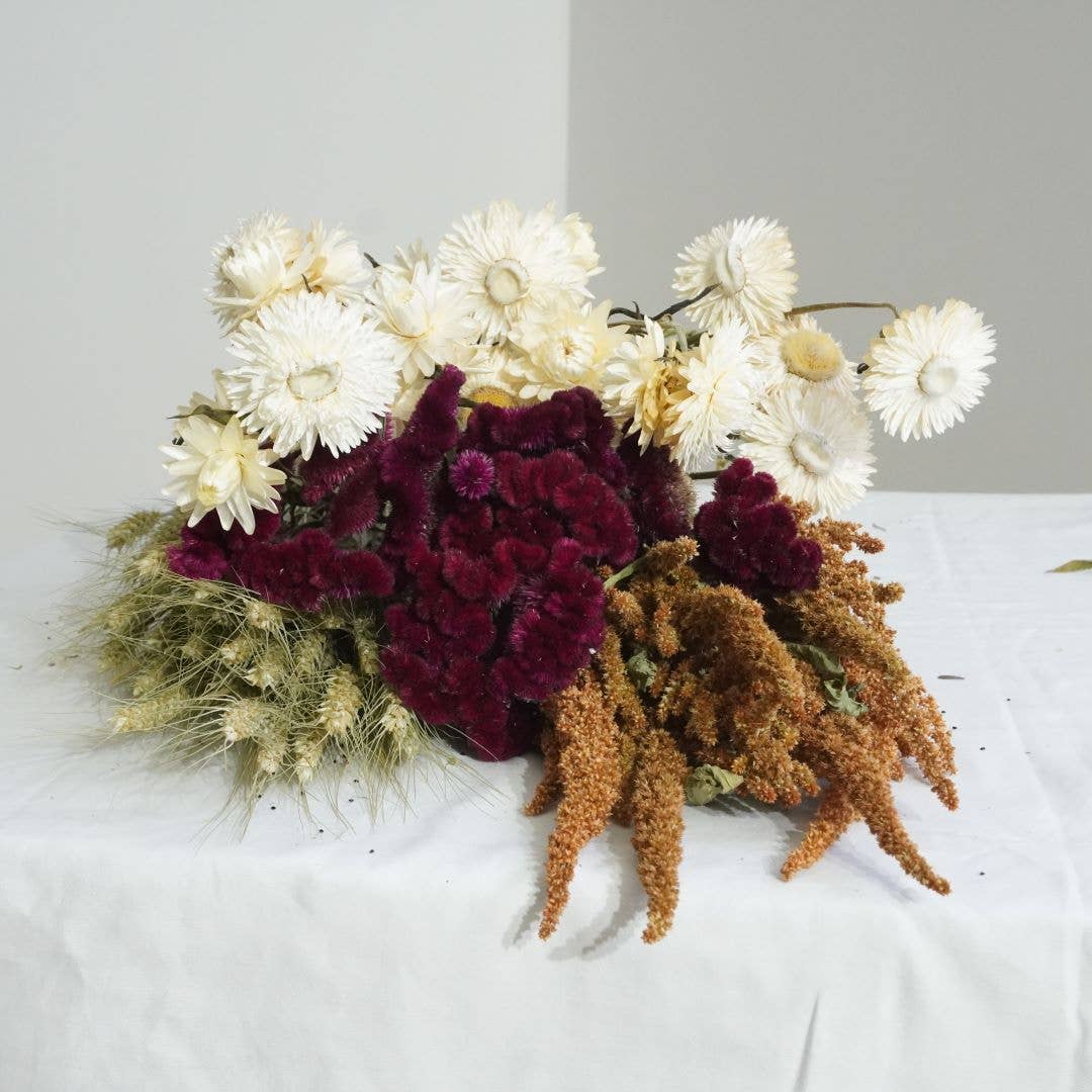 Fence Post Florals - Wholesale Dried/Pressed Flowers - Celosia-Crested-Burgundy1