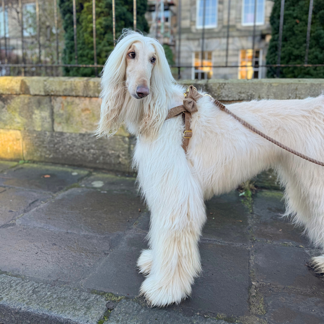 Stocky & Dee – wholesale Pet harness – Dog – New! Cocoon - Debonair Collection - Luxury Dog Harness1