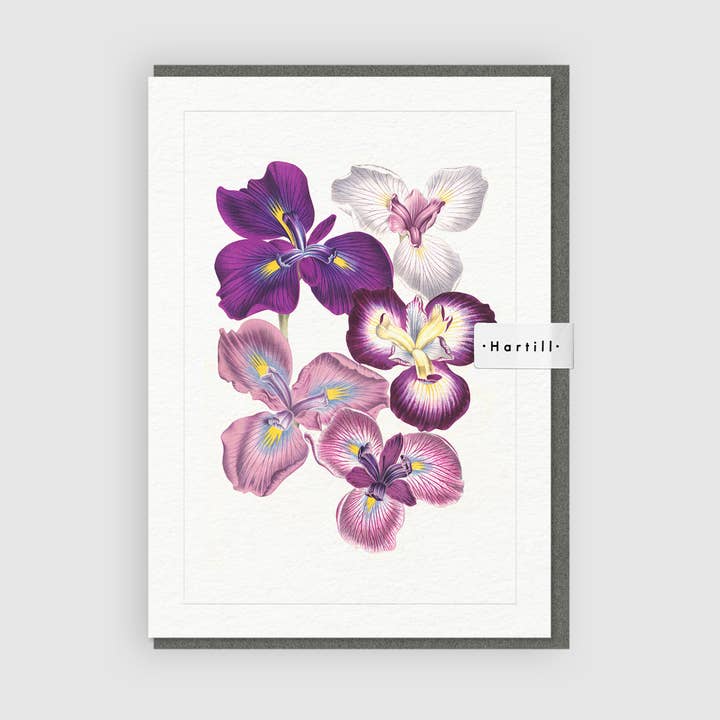 Kunstwenskaart Iris Kaempferi Flower van Louis Van Houtte voor wholesale door Hartill