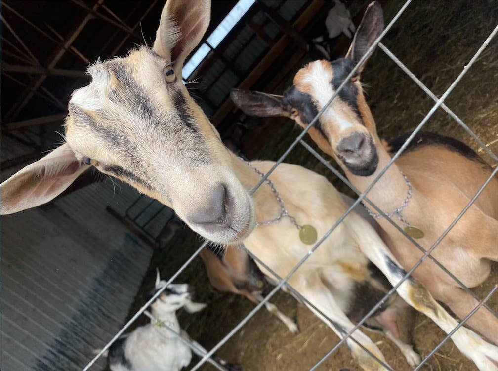 Harvest + Harmony - Wholesale Body Cream/Lotion - Harvest + Harmony Goat Milk + Honey Lotion, Glass Jar, 4 oz1