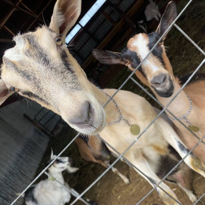 Harvest + Harmony - Wholesale Body Cream/Lotion - Harvest + Harmony Goat Milk + Honey Lotion, Glass Jar, 4 oz1