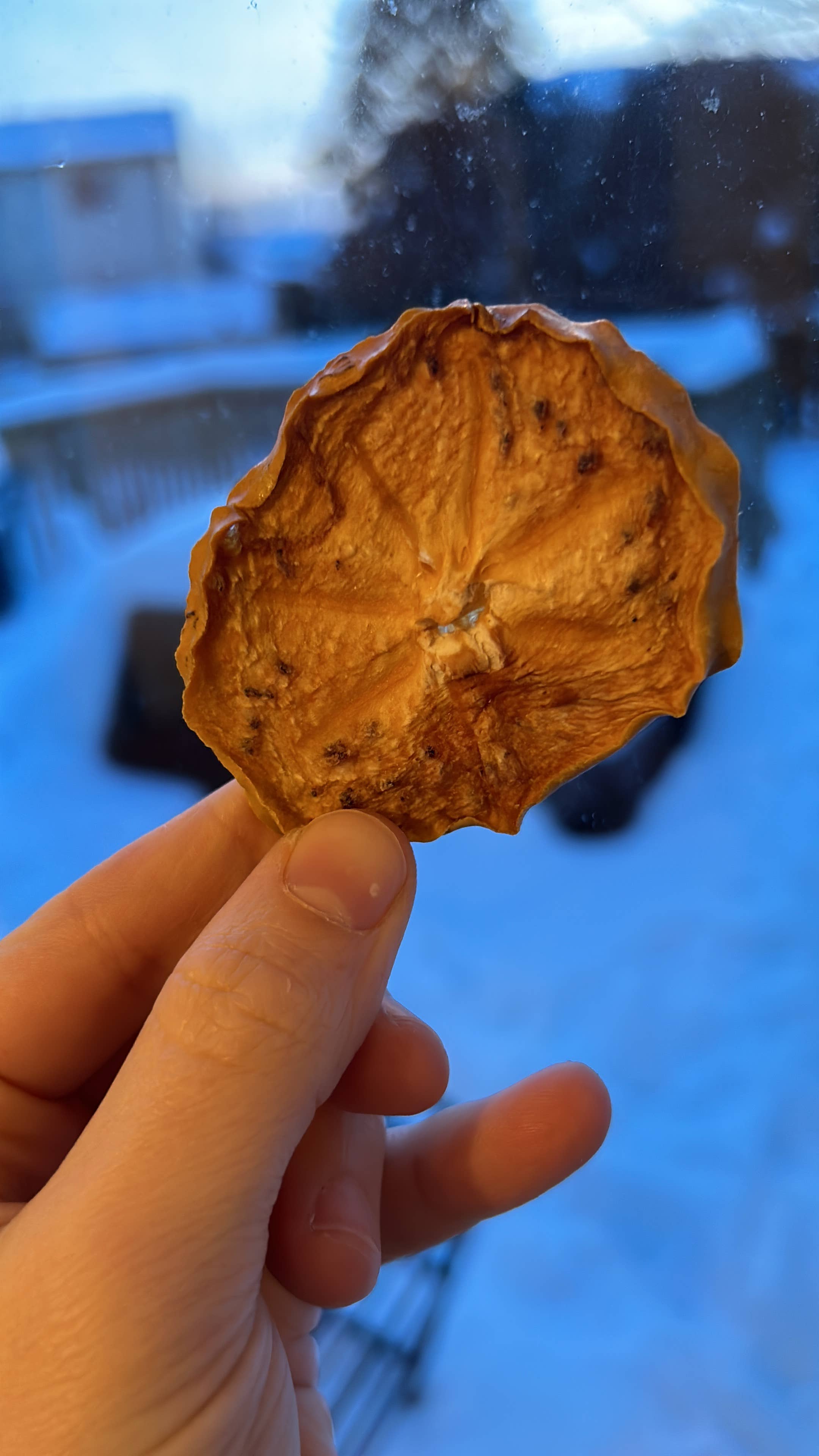 MOA Snacks - Wholesale Dried/Dehydrated Fruit - Dried Persimmons - So chewy and full of flavour6