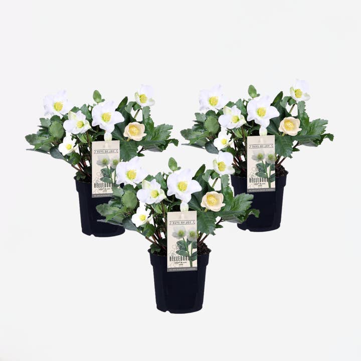 Oasis of Life - Wholesale Live Plant - Christmas Roses – 3 Plants – Helleborus Niger Mont Blanc – Winter-blooming perennials with white flowers – Height 20–30cm – Ø12cm Pot – Hardy & ideal for semi-shaded locations