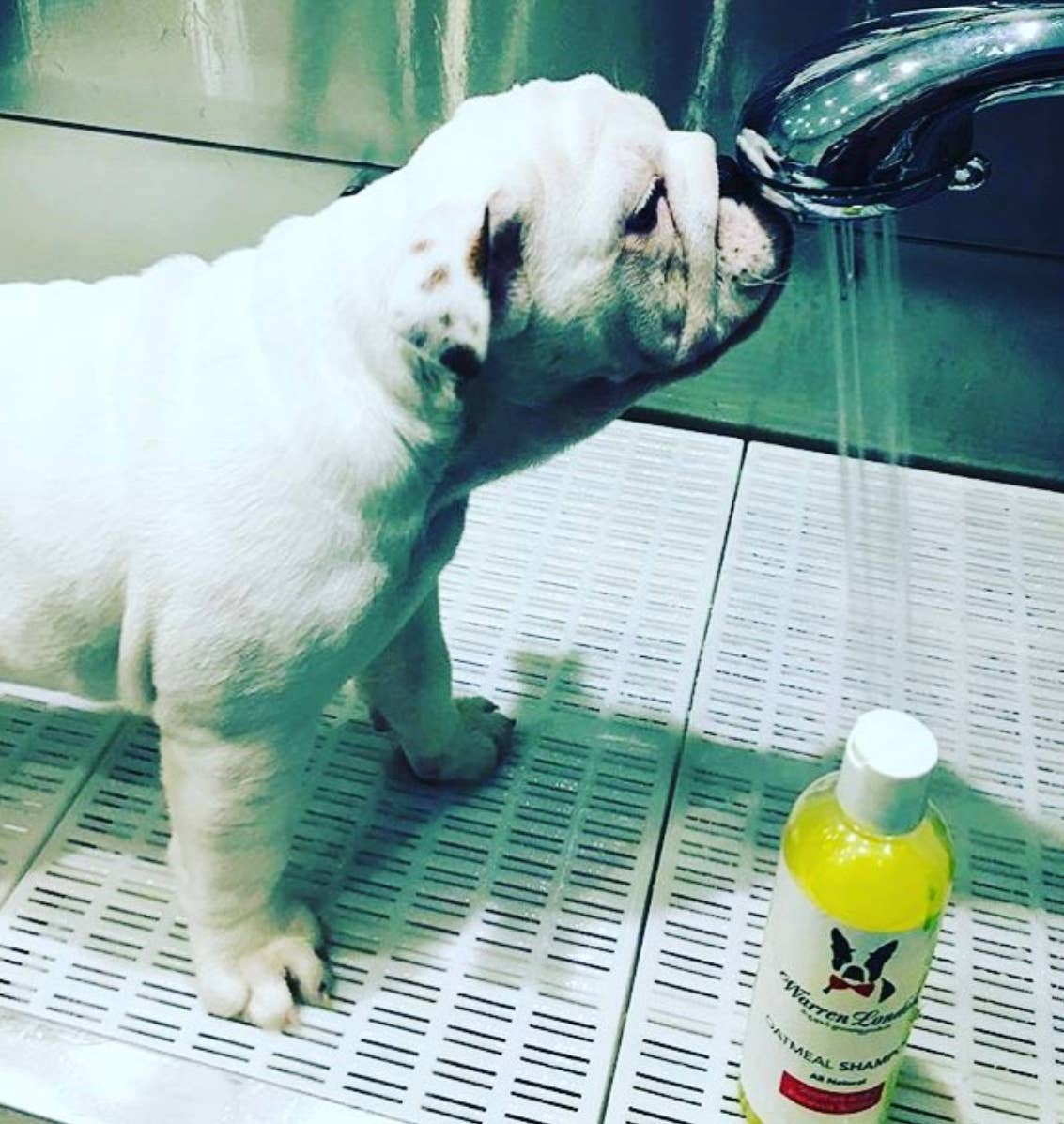 Warren London Dog Products – Engroshandel Shampoo - Hund – Shampoo: Havregryn - 2 Størrelser6