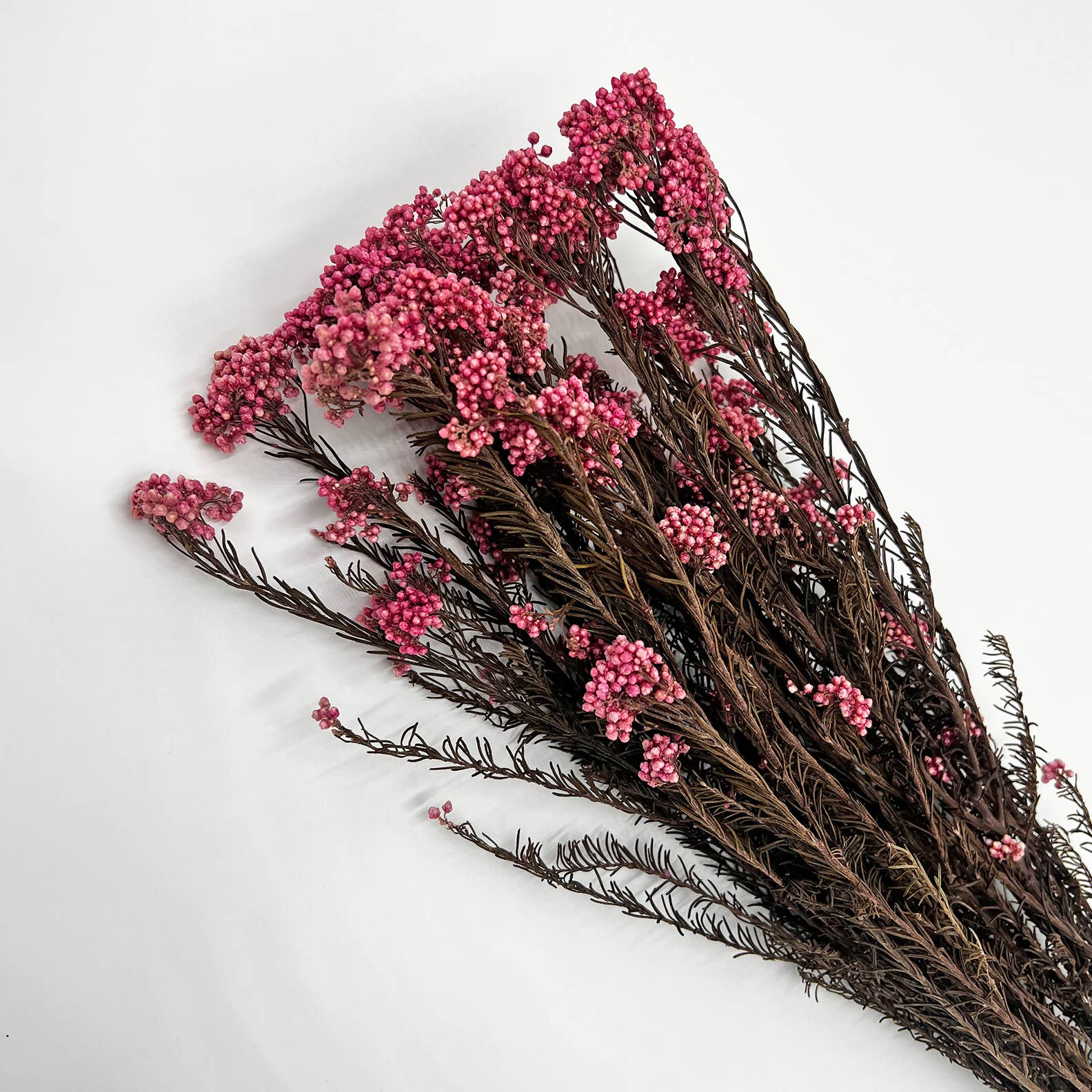 2626 Designs – Engroshandel Tørrede/pressede blomster – Konserveret hirse og risblomst - Immortelle og Ozothamnus blomster35