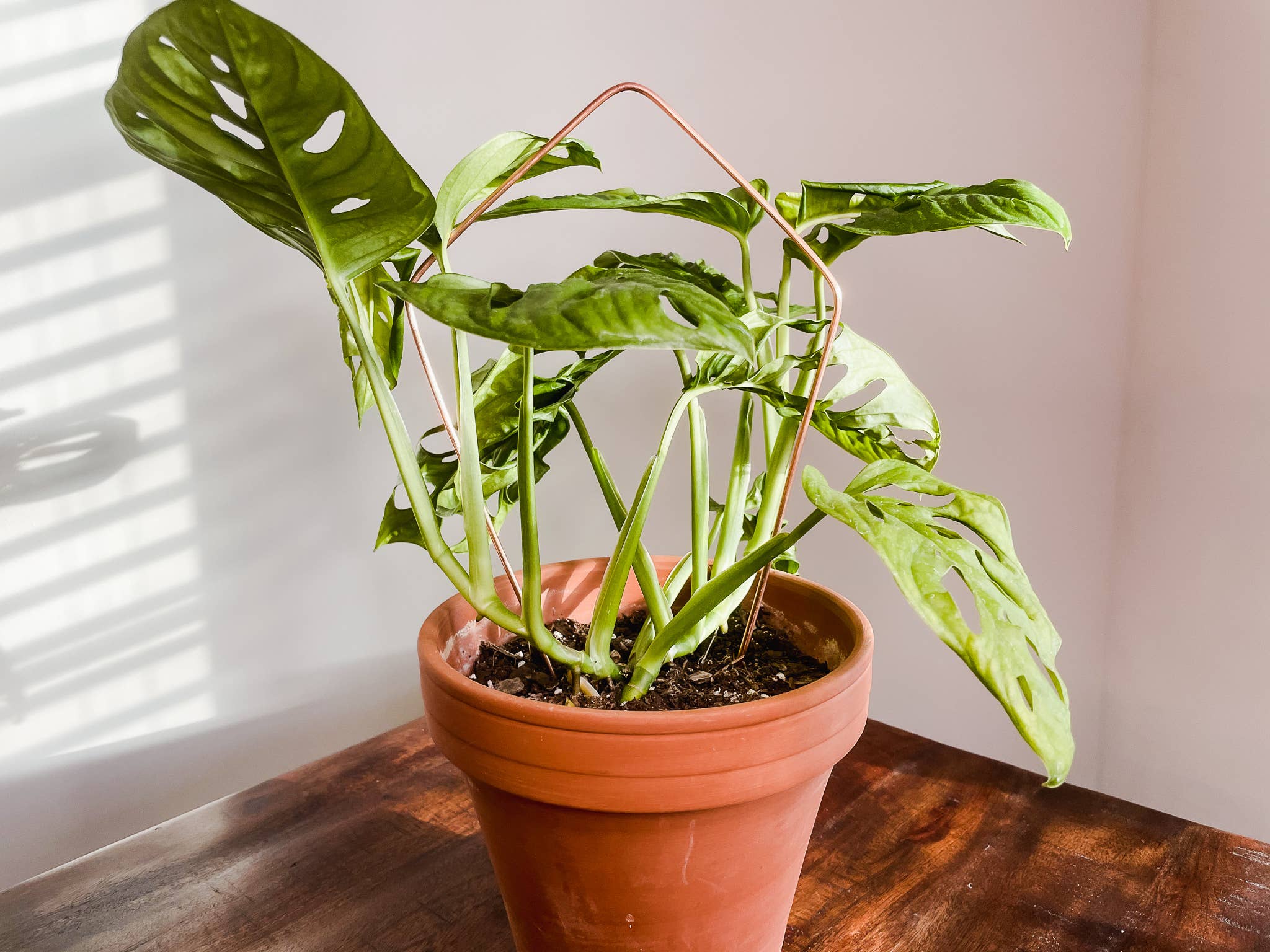 Above The Soil - Wholesale Trellis - Kite Copper Plant Trellis3