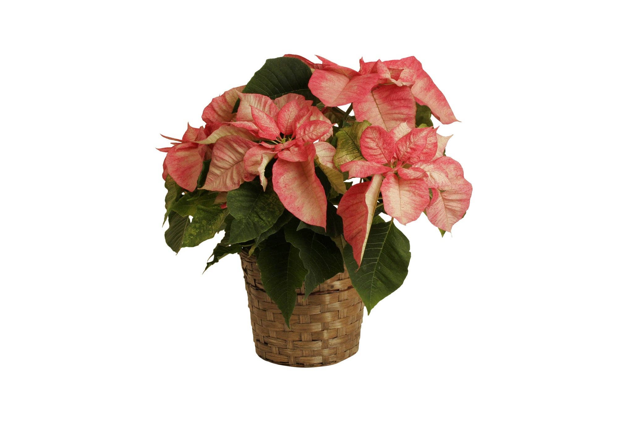 WALD IMPORTS - Wholesale Plant Pot - 7" Dark Stained Bamboo Basket Planter