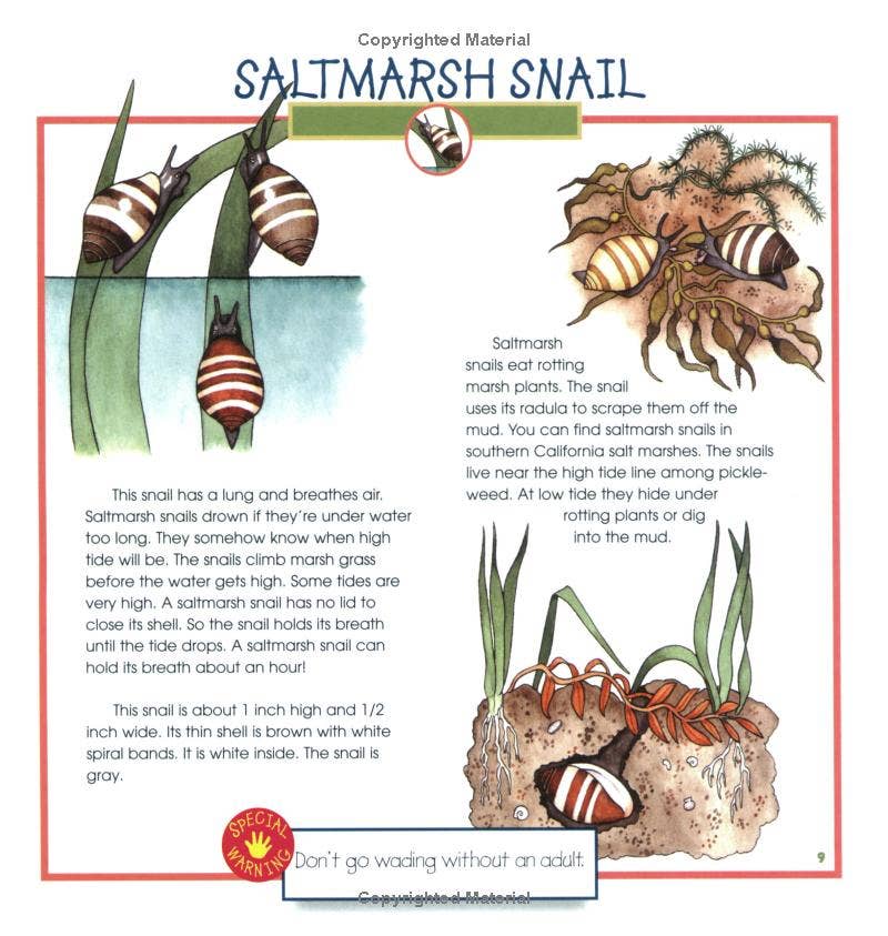 REMOVED BRAND - Wholesale Nature & Outdoors - Seashells, Crabs and Sea Stars: A Take-Along Guide6