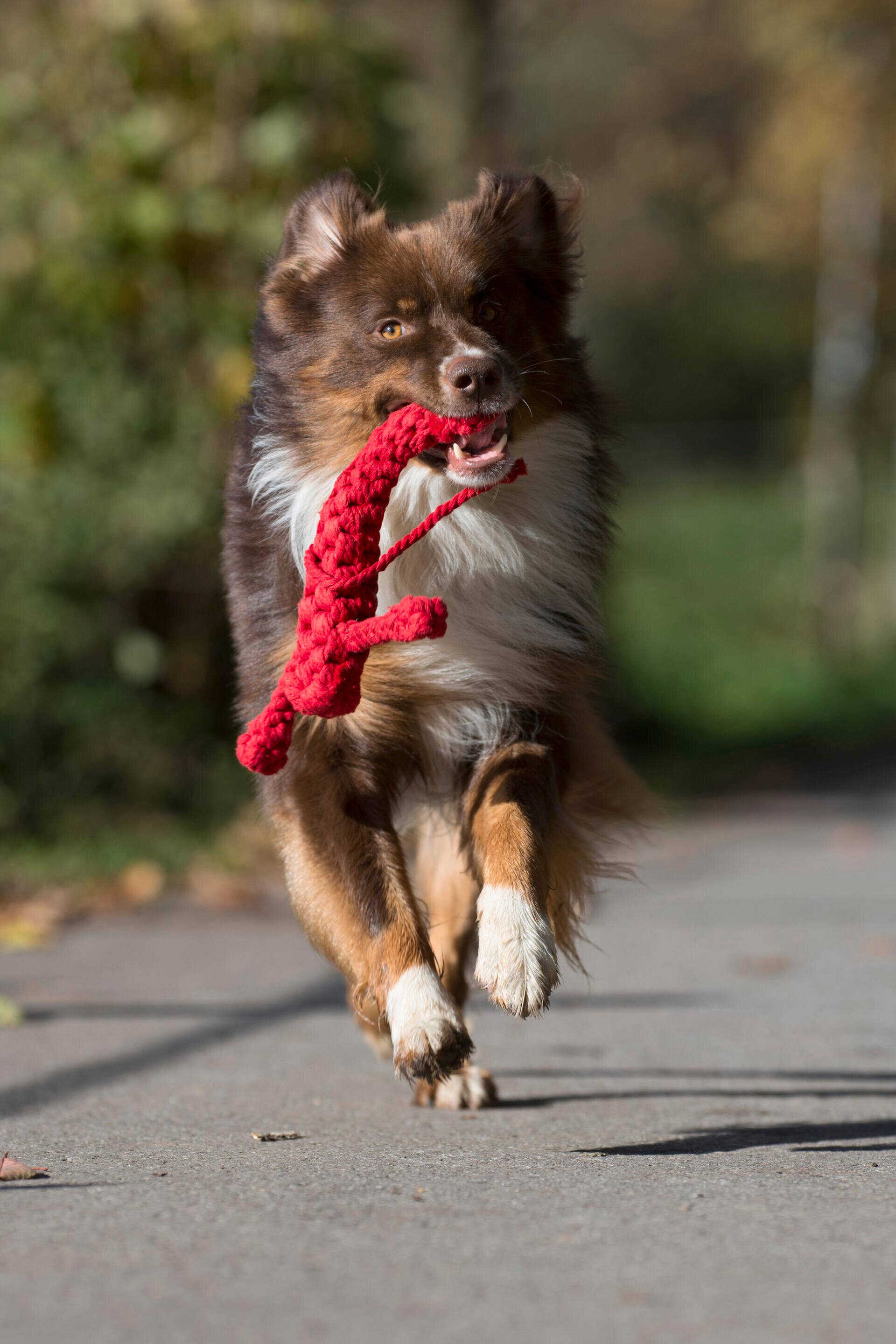 LABONI - Volentis GmbH - Vendita all'ingrosso Giocattolo di corda - Cani - Hugo Hummer8