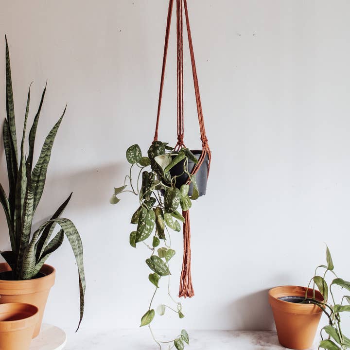 Modern Bo Studio - Wholesale Hanging Planter - Basic Macrame Plant Hanger8