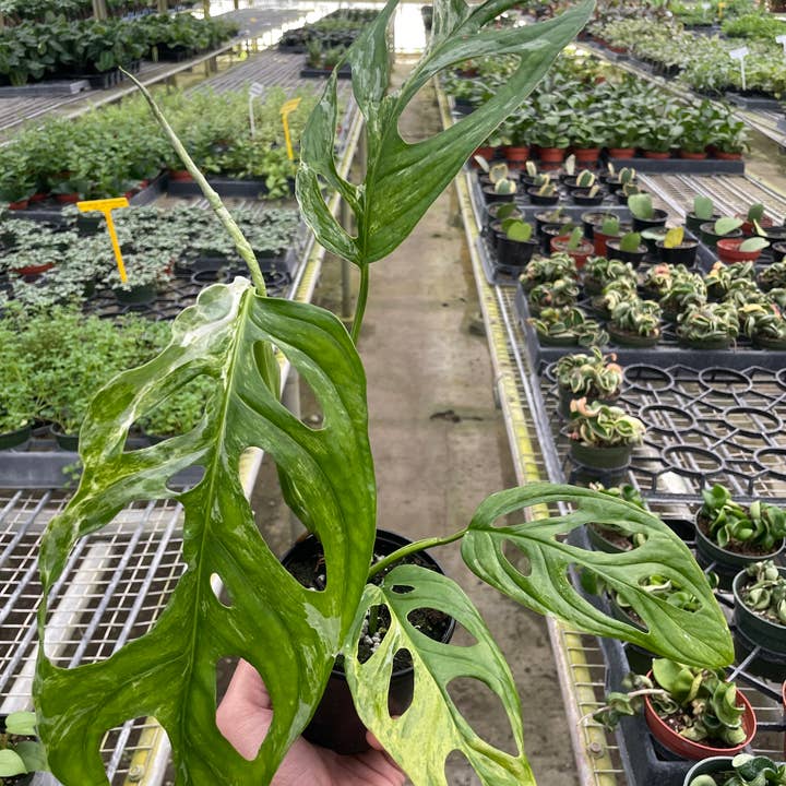House Plant Wholesale - Wholesale Live Plant - Monstera Adansonii 'Swiss Cheese Variegated' - 4" Pot0