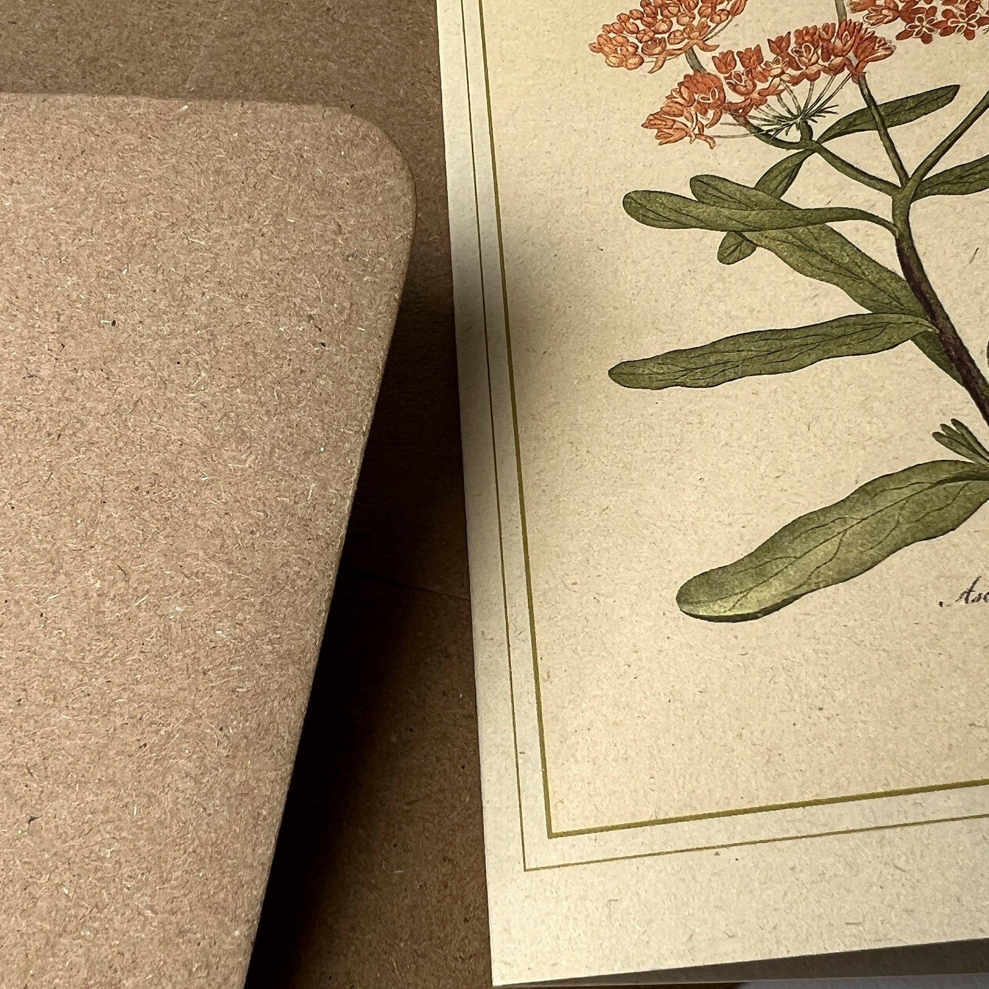 Napiers – wholesale Art print – Napiers Botanical Prints5