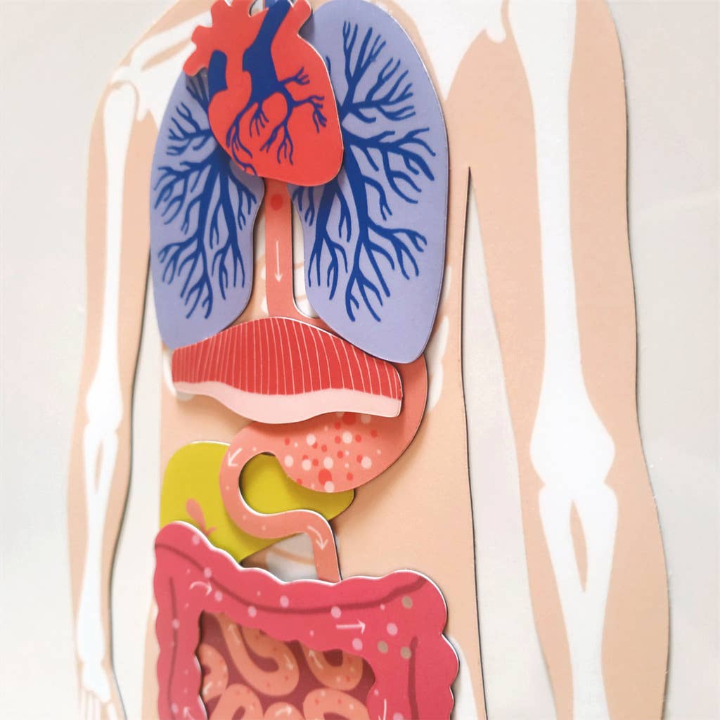 Ma Cabane à Rêves - Venta al por mayor Conjunto de juguetes - Niños - Juego educativo magnético del cuerpo humano5