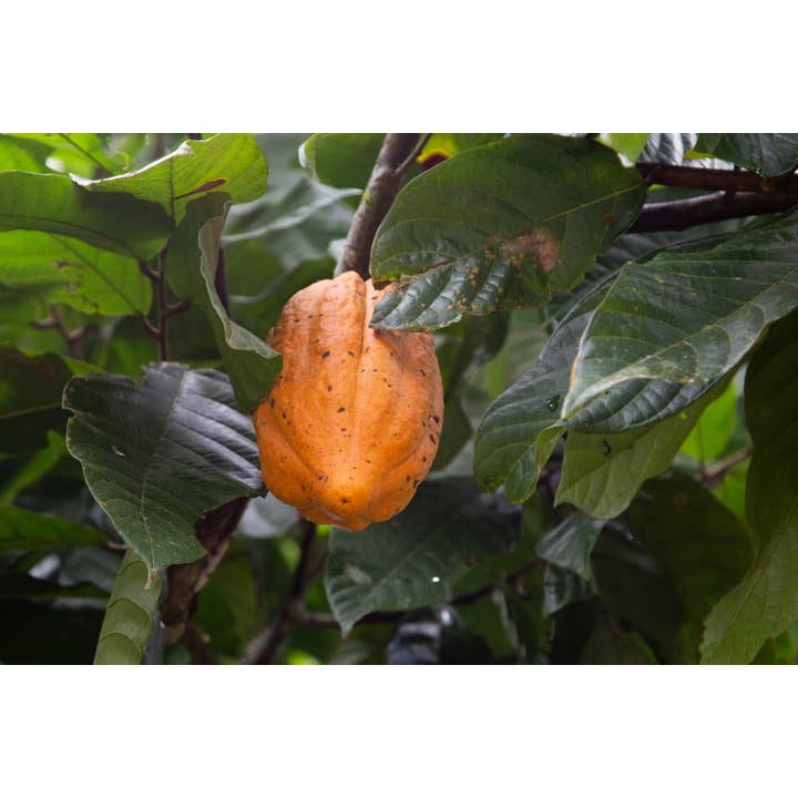 Pit Hoffmann GmbH & Co.KG - Wholesale Hot Cocoa Mix/Kit - Becks Cocoa Criollo - organic fine cocoa 100% - drinking chocolate2