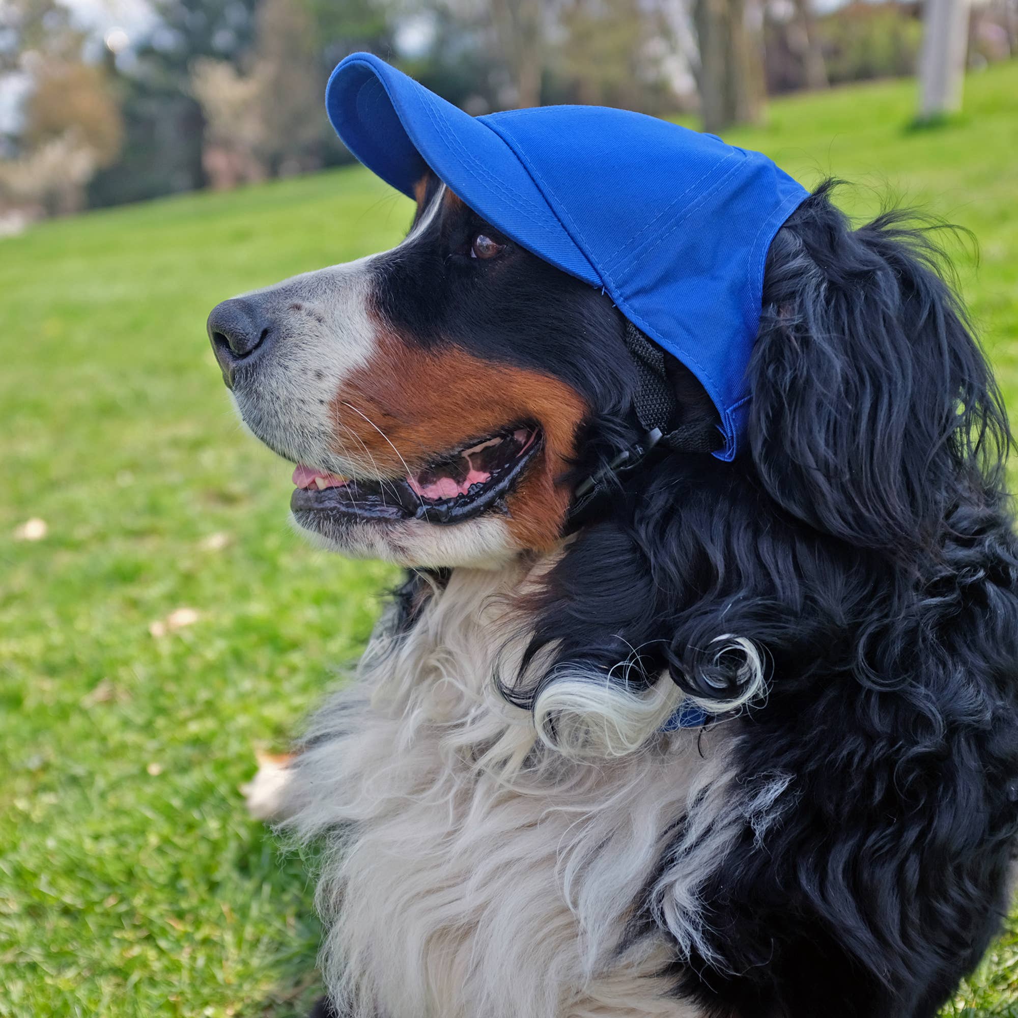 Little Earth Productions - Wholesale Pet Hat - Dog - MLB Chicago Cubs Pet Baseball Hat3