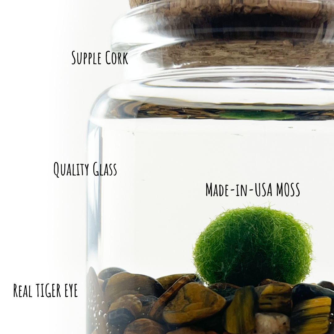 Moss Amigos | Moss Ball Terrariums - Wholesale Live Plant - Small Marimo Moss Ball Terrarium with Tiger Eye Gemstones3