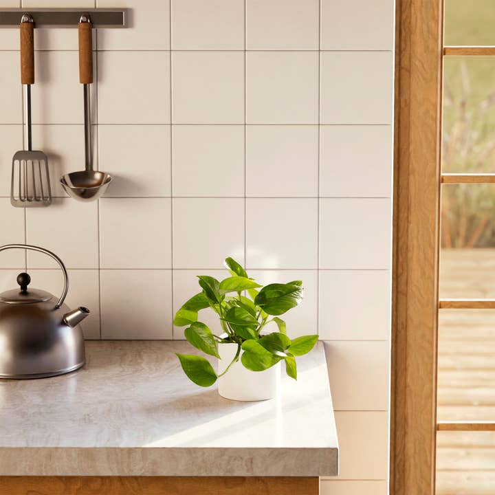 Lively Root - Wholesale Live Plant - Golden Pothos Plant59