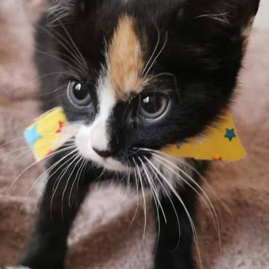 Cat Calming Bandana for wholesale by Boos Boutique