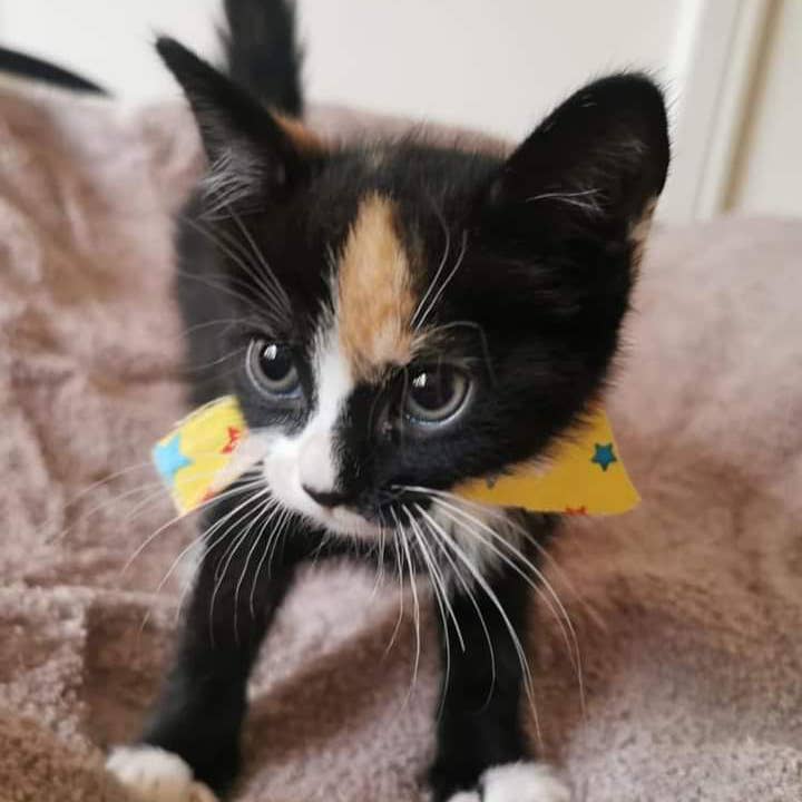 Cat Calming Bandana for wholesale by Boos Boutique