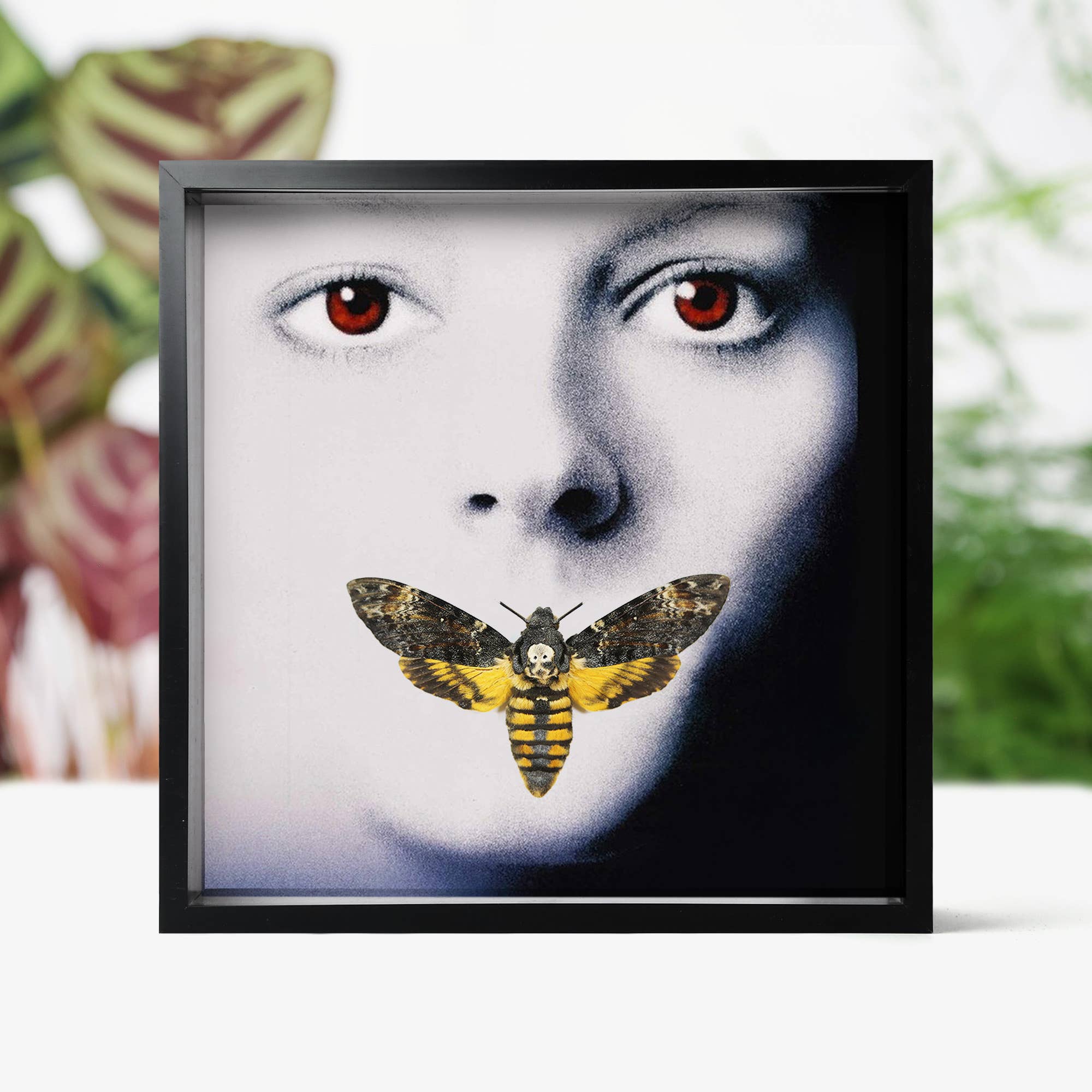 Curated Studio – Großhandel 3D-Wandkunst – Taxidermie-Boxrahmen mit Mottenmotte Das Schweigen der Lämmer