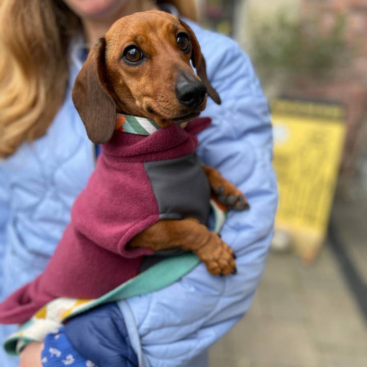 Doghouse - Vendita all'ingrosso Maglione - Cani - Maglione in pile a forma di bassotto con pannello addominale impermeabile