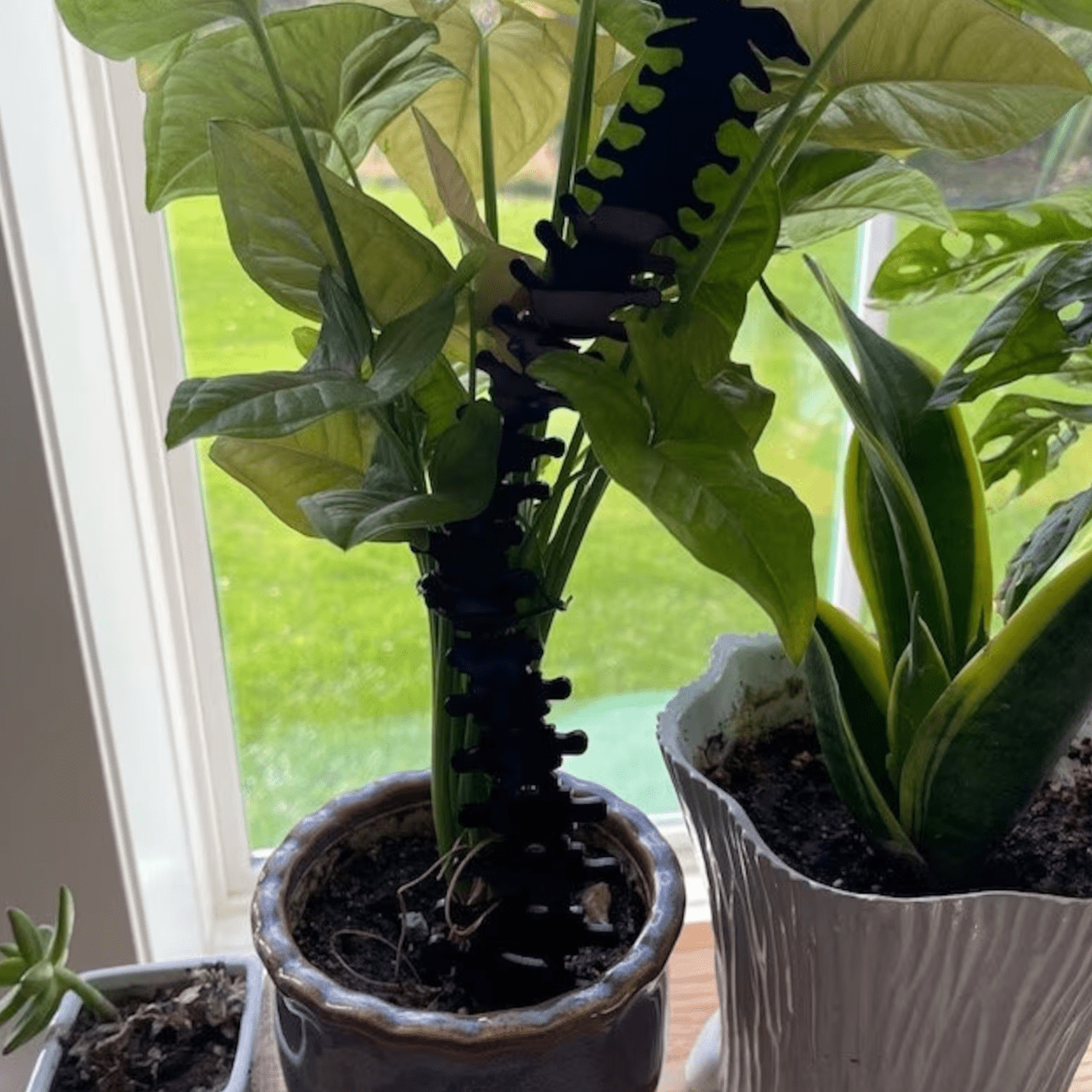 Faux Theory Design - Wholesale Trellis - Spine Plant Trellis | Gothic Acrylic Support for Climbing Plants2