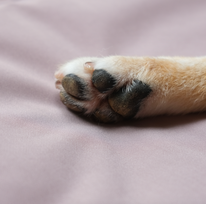 Lambwolf Collective - Wholesale Pet Mat - Dog - ORII | ultralight pet travel mat//DOG MAT10