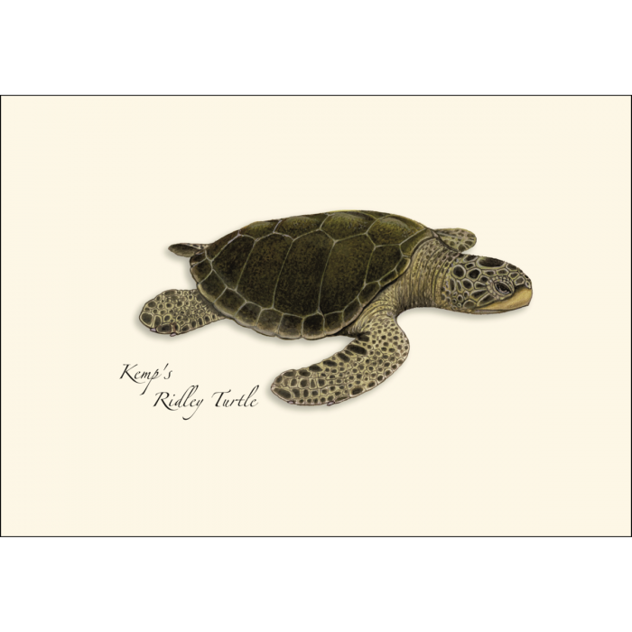 Earth Sky + Water - Wholesale Stationery/Notecard Set - Sea Turtle Assortment4