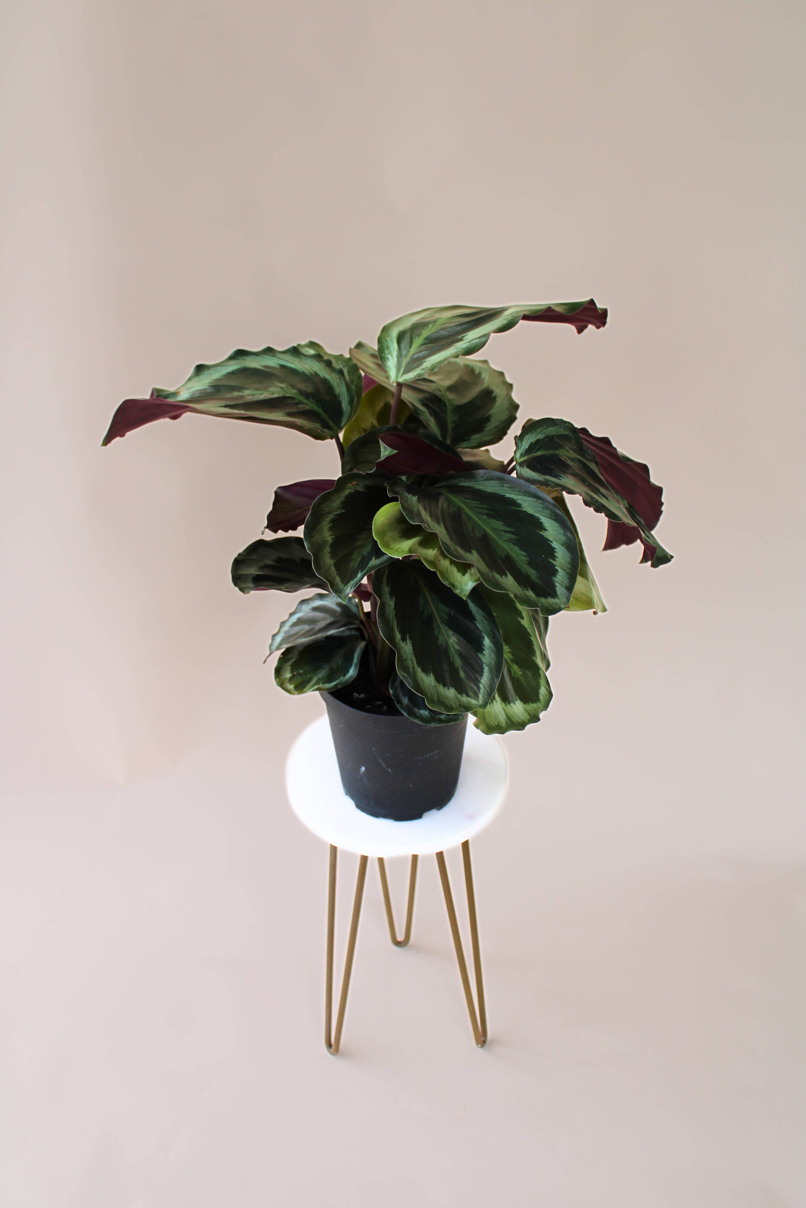 Hidden Valley Ranch & Nursery Inc - Wholesale Live Plant - 6" Calathea Medallion