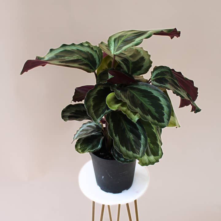 Hidden Valley Ranch & Nursery Inc - Wholesale Live Plant - 6" Calathea Medallion0