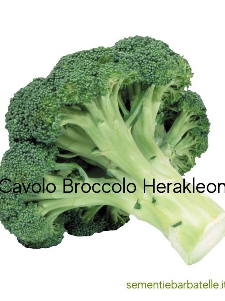 Herakleon Broccoli Cabbage for wholesale by Sementi & Barbatelle