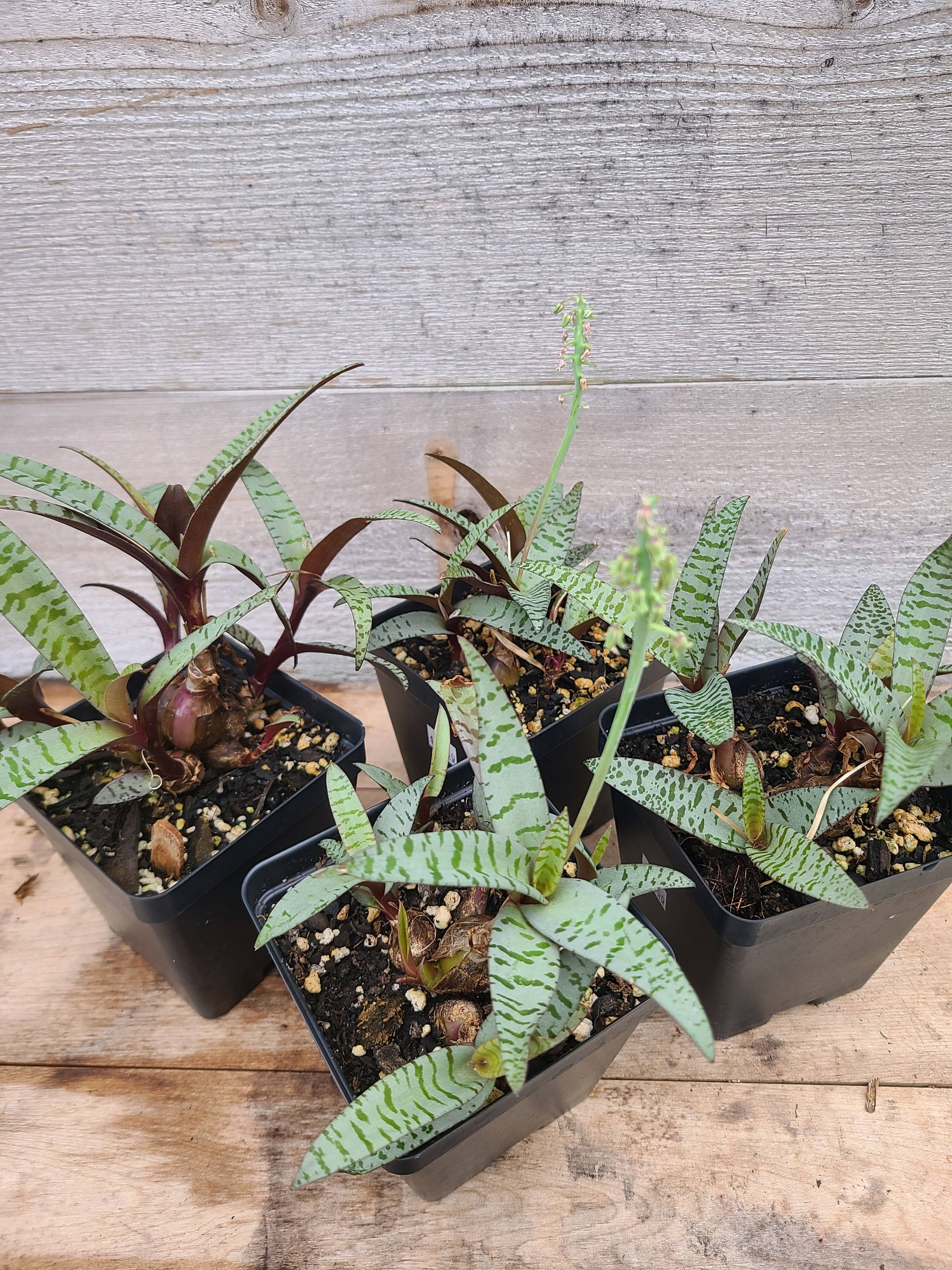 Buzz + Thrive Gardens - Wholesale Live Plant - Ledebouria socialis3