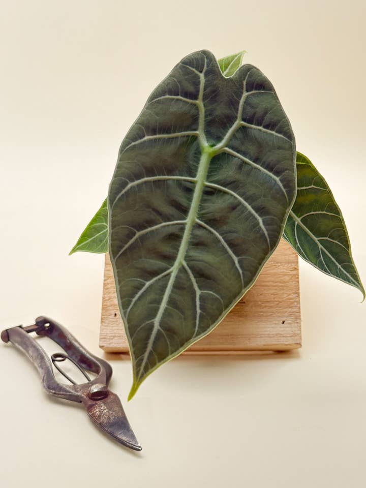 4" Alocasia 'Watsoniana' for wholesale by BWH Plant Co