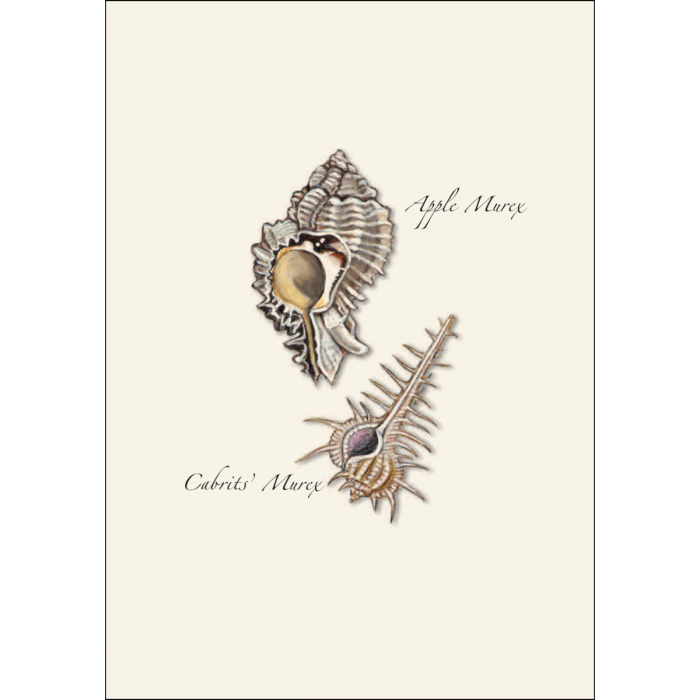 Earth Sky + Water - Wholesale Stationery/Notecard Set - Seashell Assortment3