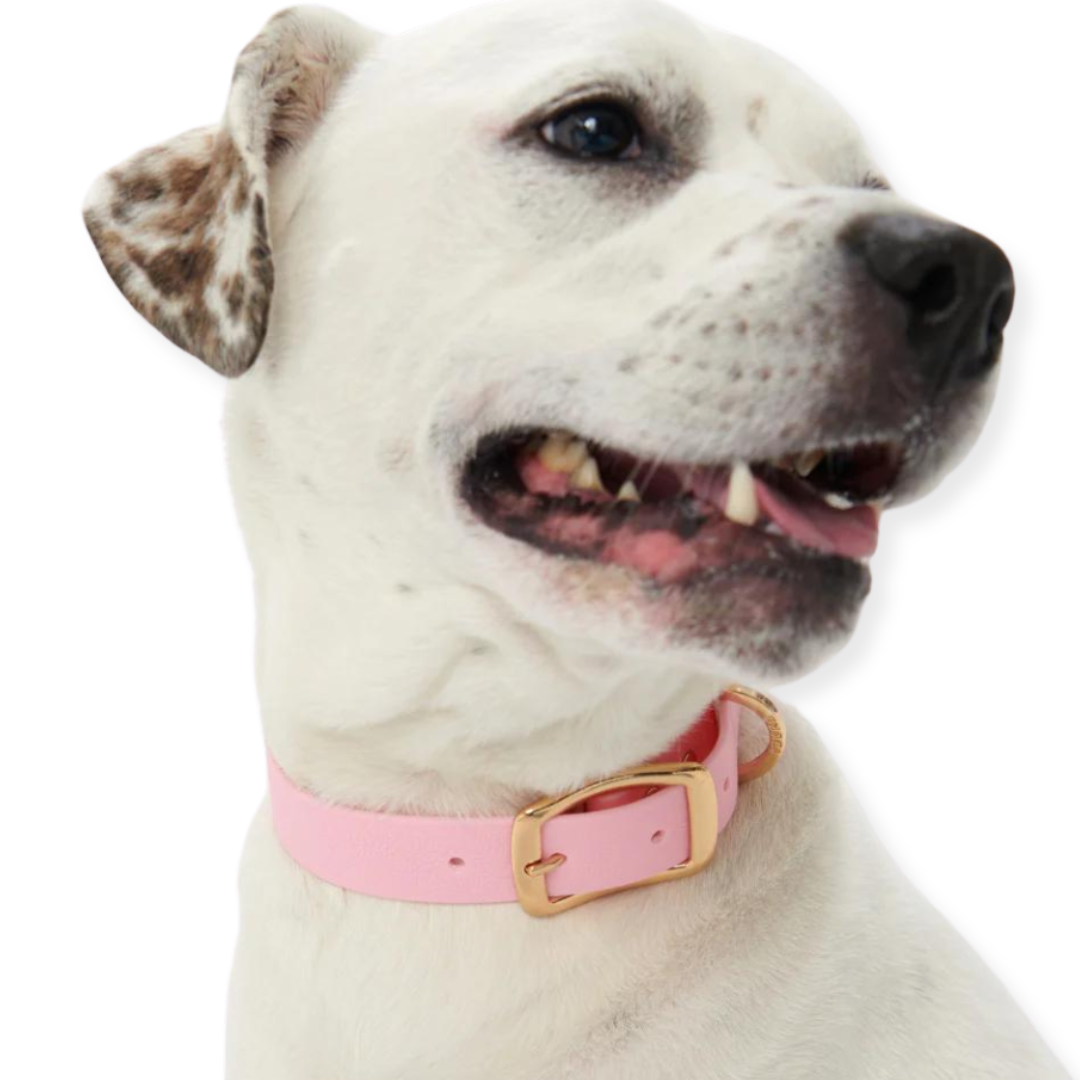 Furei Pets - Wholesale Pet Collar - Dog - Collar5