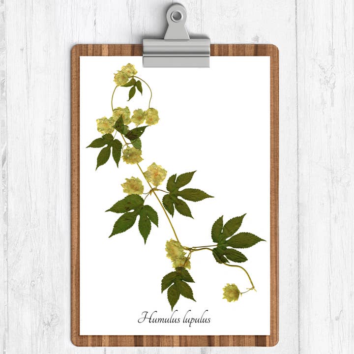 Ecobota - Wholesale Art Print - Hops Vine Botanical Print