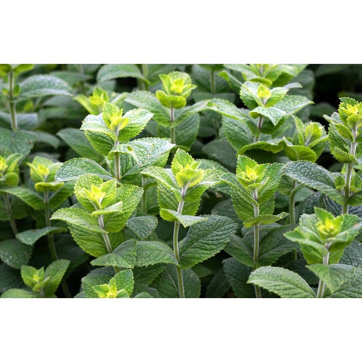 VitaJuwel USA - Wholesale Essential oil roll-on - Organic Peppermint Essential Oil - Aromatherapy Roll On10