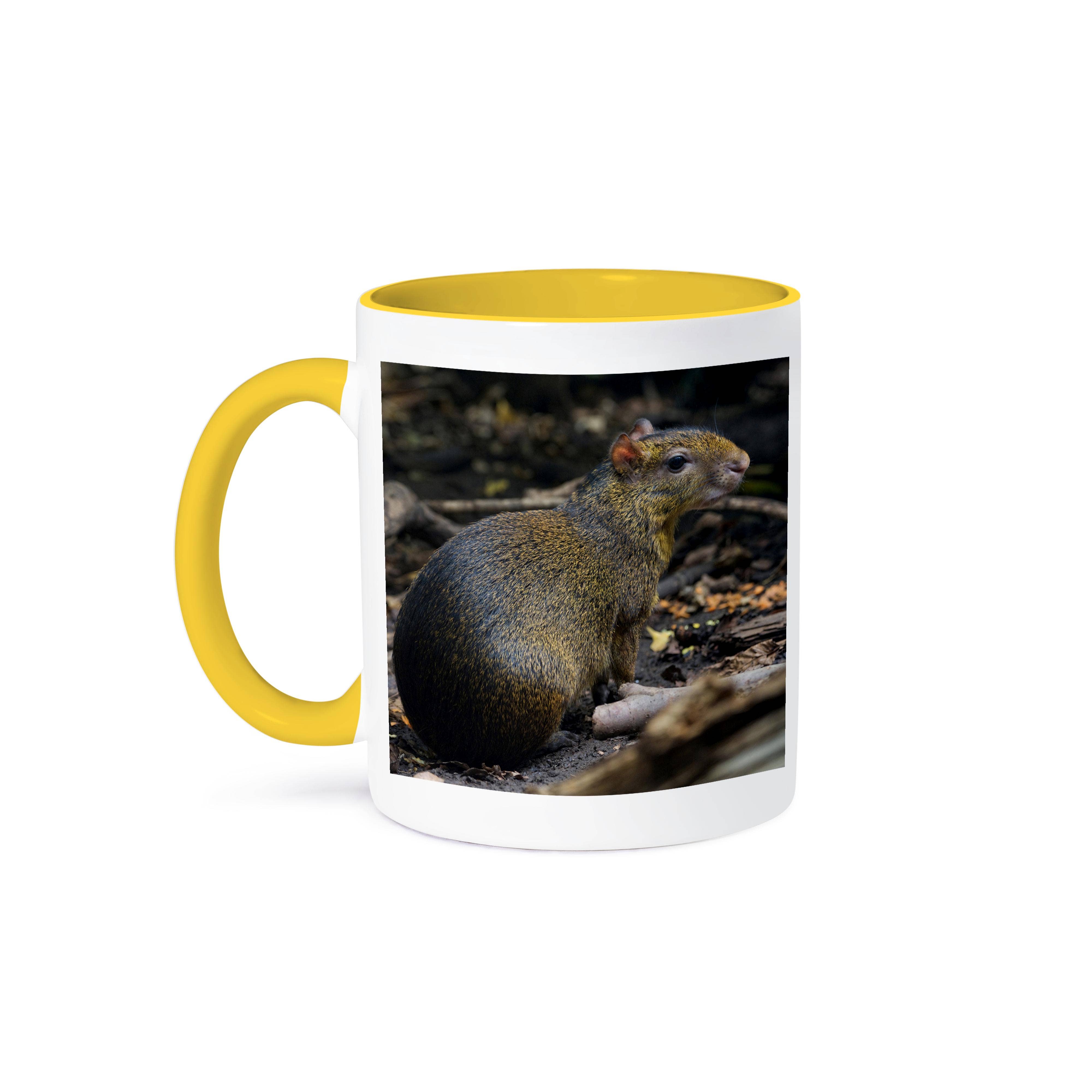 3dRose - Wholesale Coffee Mug - 3dRose, Central American Agouti, Costa Rica - SA22 AMR0002 - Andres Morya Hinojosa, Mug0