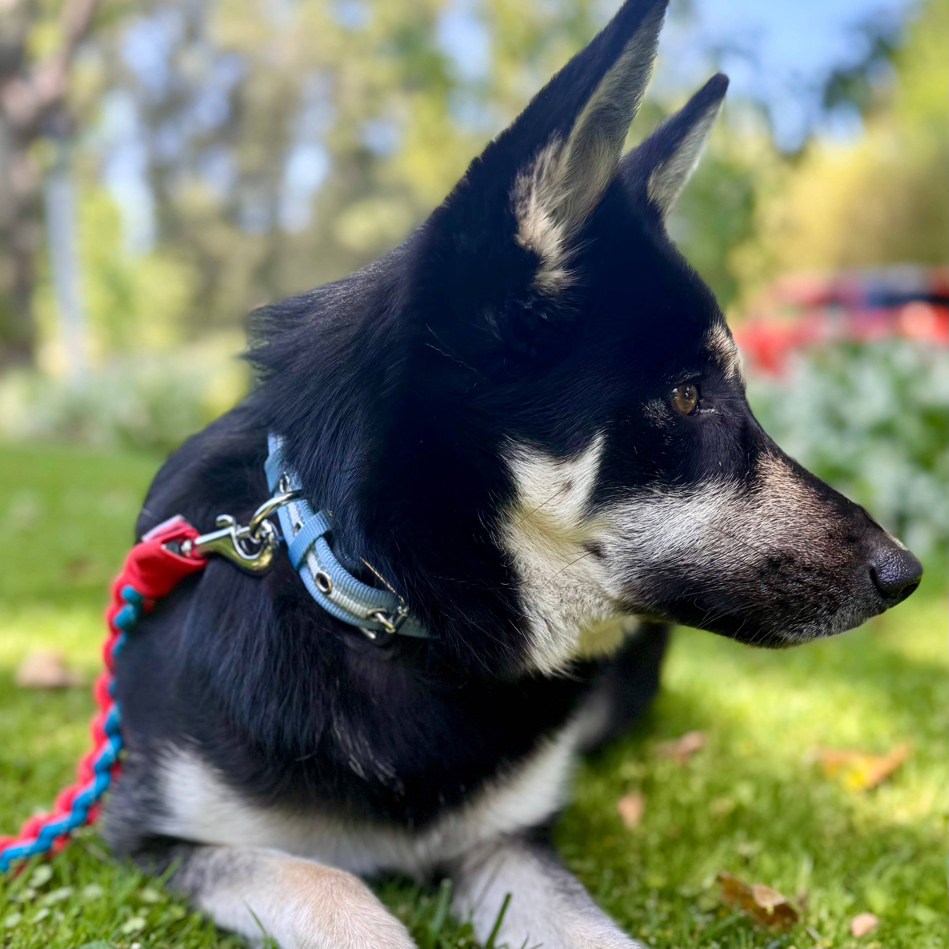 Blueberry Pet – wholesale Halsband - Hund – 3M Reflekterande Randig Hundhalsband – Hållbart & Stilfullt28