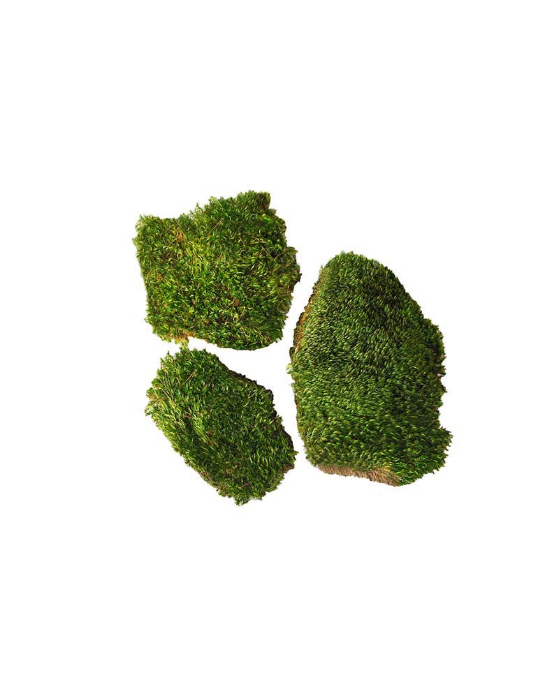 SuperMoss - Vente Plantes artificielles - Mood Moss préservée1