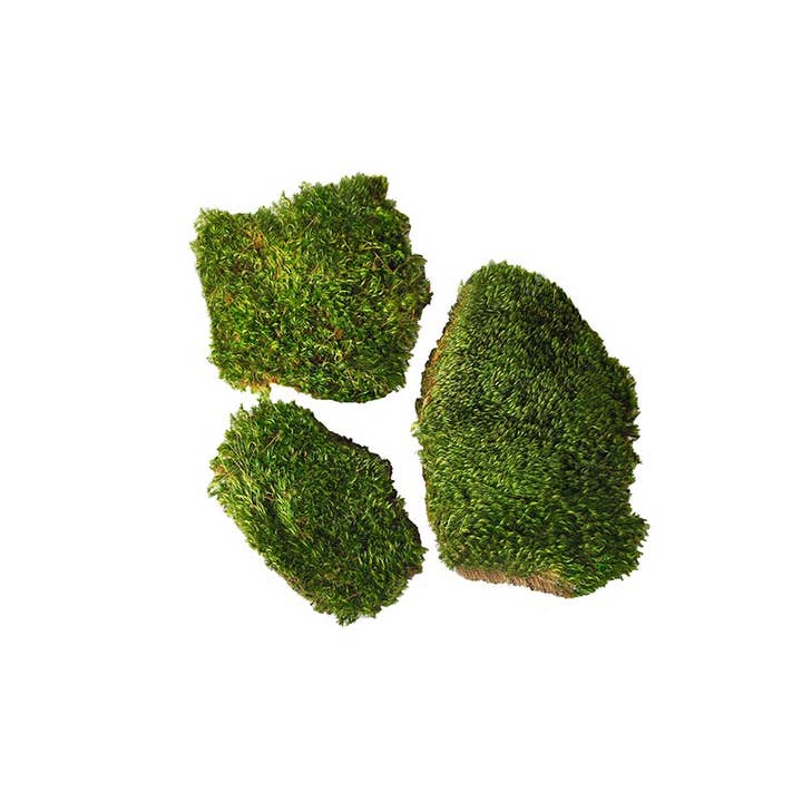 SuperMoss - Wholesale Artificial Plant - Mood Moss Preserved1