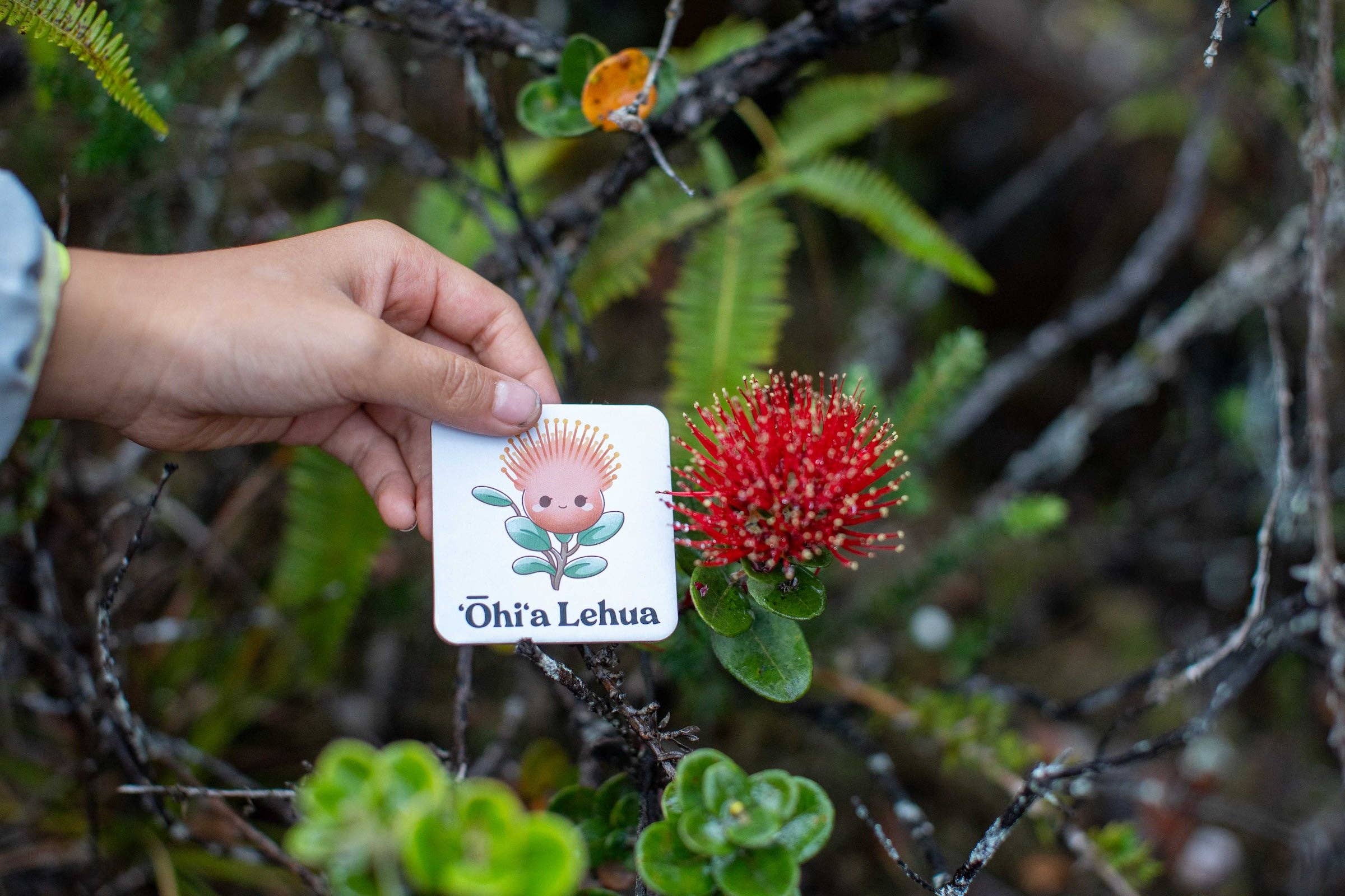 The Keiki Dept - Wholesale Brain Game - Kids - The Memory Game: Mauna Kea5