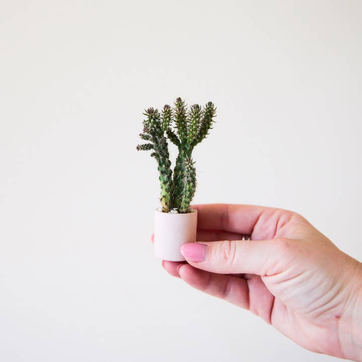 Jungle Club - Wholesale Plant Pot - Tiny Pot | Pink