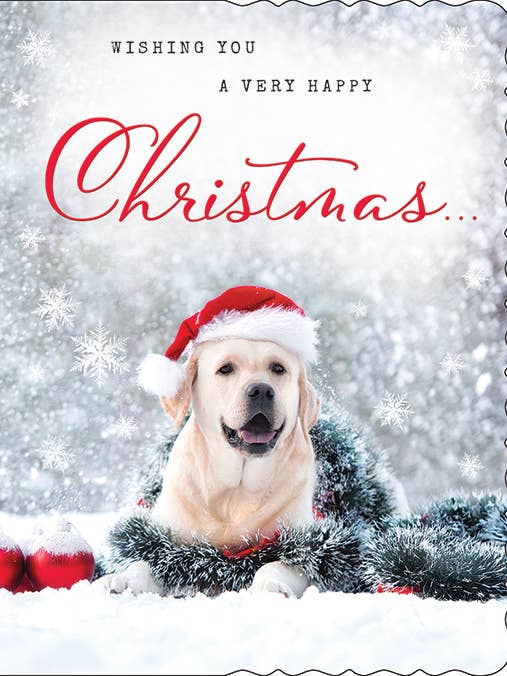 Christmas Card, Open, Photo dog for wholesale by Piccadilly Greetings