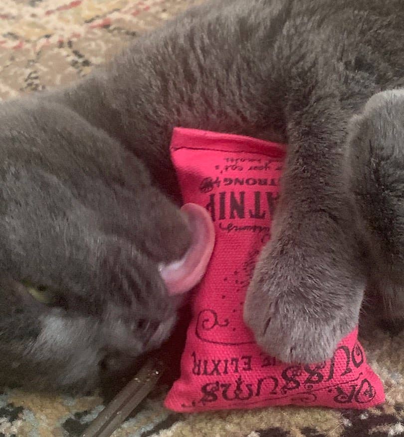 Dr. Pussums Catnip - Vente Jouet – chat - Oreiller à l'herbe à chat avec logo régulier3