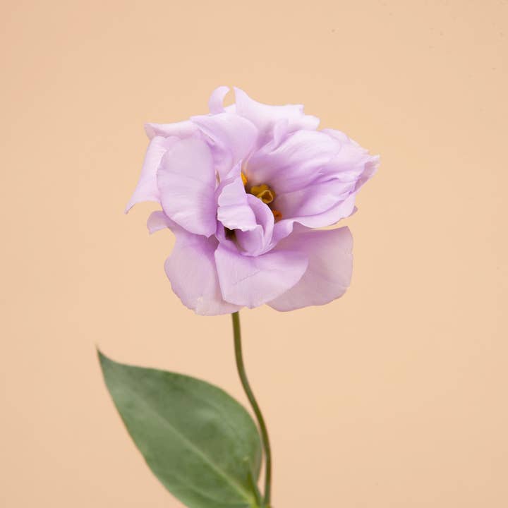 Plantgem - Wholesale Live Plant - Echo Lavender Lisianthus Plants
