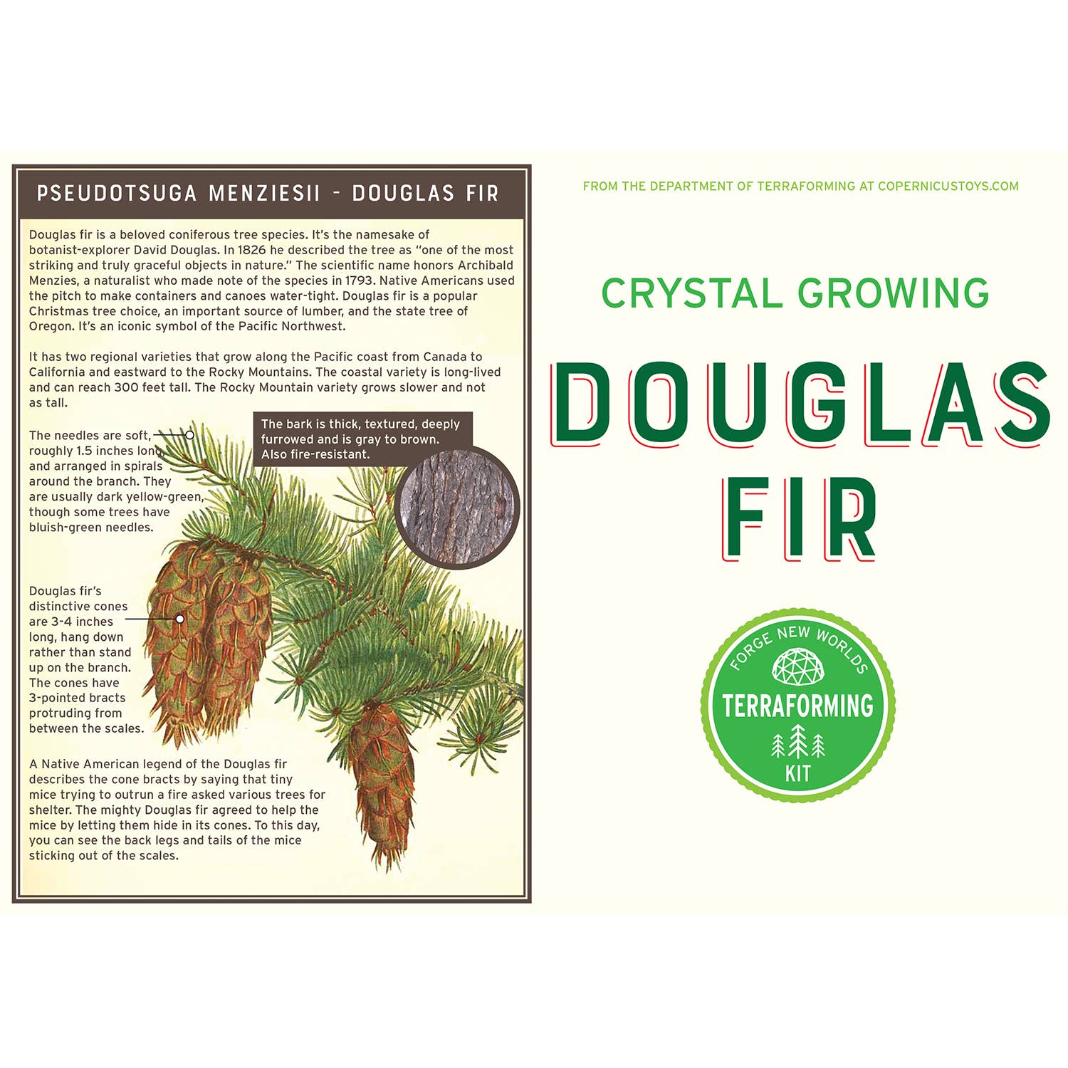 Copernicus Toys - Wholesale DIY Craft Kit - Crystal Growing Douglas Fir |
STEM craft kit4