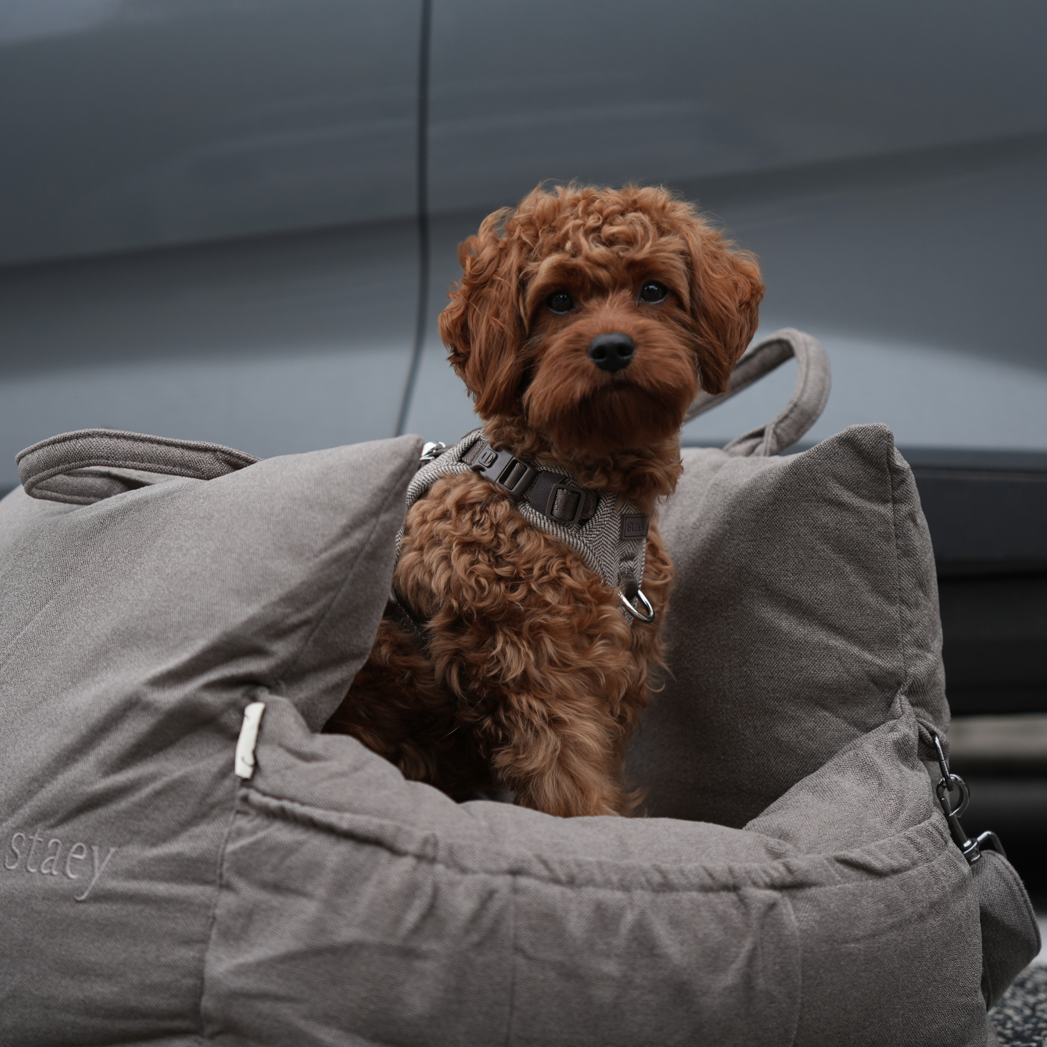 Staey - Wholesale Pet Carrier - Dog - Lara Car Seat | Taupe 2.06