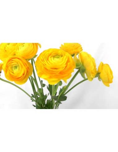 Florasource - Wholesale Fresh Cut Flowers - Ranunculus By the Box 70 stems 30/40 cm4